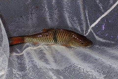 Hampala macrolepidota