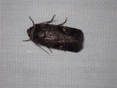 Proteuxoa cinereicollis