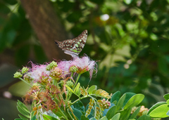 Graphium agamemnon menides