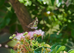 Graphium agamemnon menides
