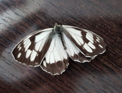 Melanargia epimede