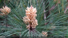Pinus taiwanensis