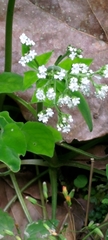 Valeriana flaccidissima