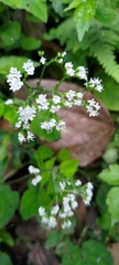 Valeriana flaccidissima
