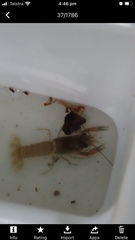 Cherax