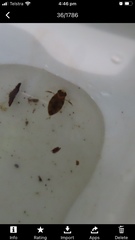 Corixoidea