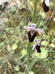Ophrys bertolonii balearica