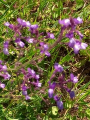 Linaria incarnata