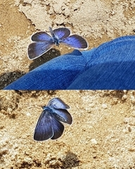 Glaucopsyche lycormas