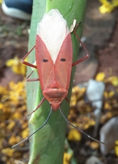 Dysdercus evanescens