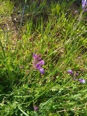 Linaria incarnata