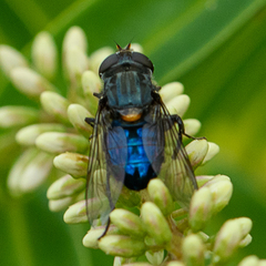 Helophilus hochstetteri