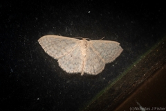 Scopula prosoeca
