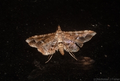 Merodictya marmorata