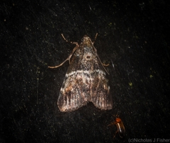 Orthaga atribasalis