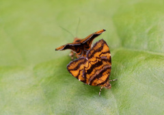 Choreutis amethystodes