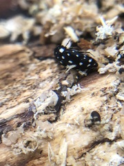 Paranovelsis punctatus