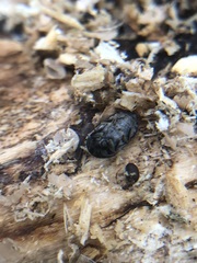 Paranovelsis punctatus