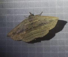 Carsina bendioides