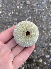 Strongylocentrotus purpuratus