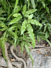 Pteris ensiformis