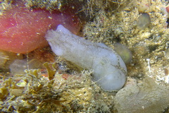 Phallusia mammillata