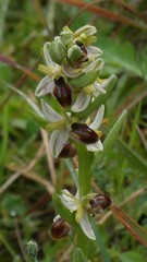 Ophrys sphegodes
