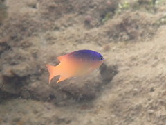 Chrysiptera caesifrons