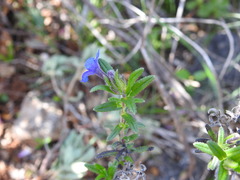 Glandora prostrata lusitanica