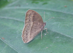 Mycalesis