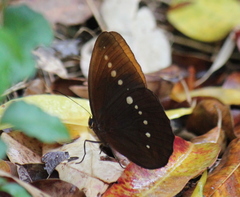 Faunis eumeus