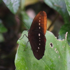 Faunis eumeus