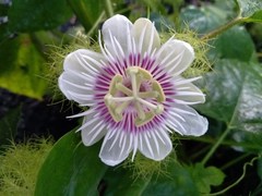 Passiflora foetida
