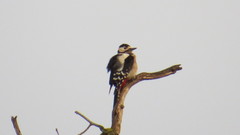 Dendrocopos major hispanus