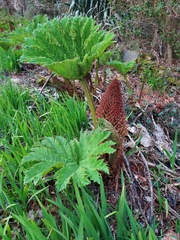 Gunnera manicata