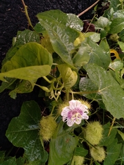 Passiflora foetida