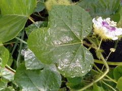 Passiflora foetida