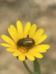 Chasmatopterus