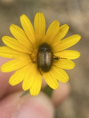 Chasmatopterus