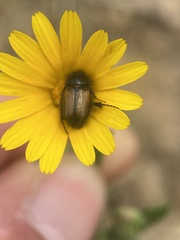 Chasmatopterus
