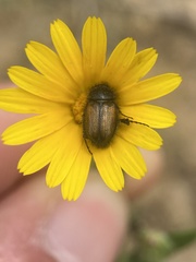 Chasmatopterus