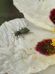 Clanoptilus abdominalis