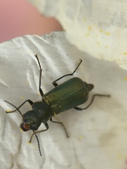 Clanoptilus abdominalis