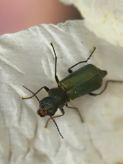 Clanoptilus abdominalis