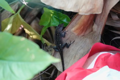 Anolis sagrei