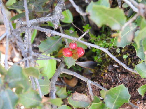 Cynips de la galle rouge du chêne kermès