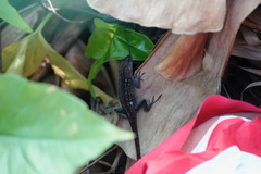 Anolis sagrei
