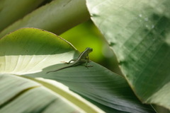 Anolis porcatus