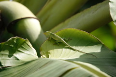 Anolis porcatus