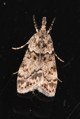 Eudonia subditella
